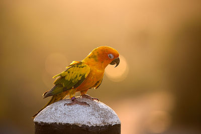 Close-up of jandaya parakeet perching on bollard