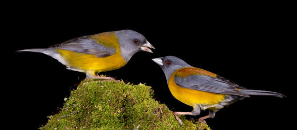 Close-up of birds perching