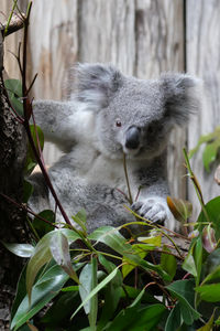 koala