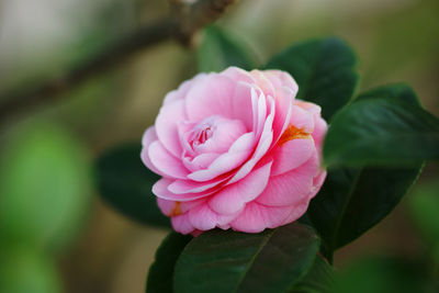 Close-up of pink rose