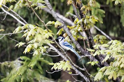 Close-up of bird perching on tree