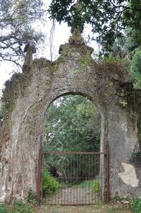 View of old tree in park