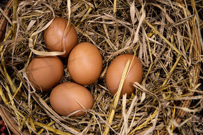 Close-up of eggs in nest