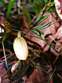 Close-up of plant against blurred background