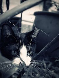 Close-up of spider web in car