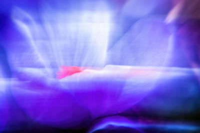 Full frame shot of purple flowering plant