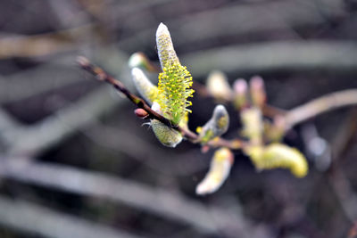 Close-up of green plant