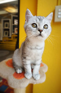 Close-up portrait of cat