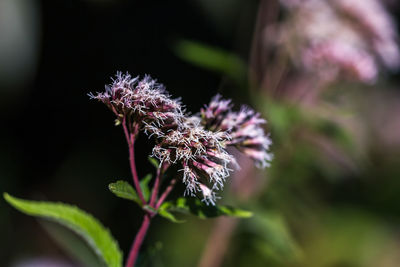 Close-up of flower plant in winter