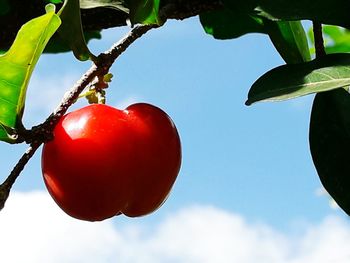 Low angle view of strawberry against sky