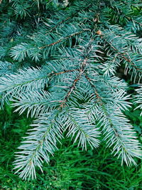 Low angle view of trees
