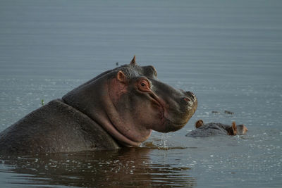 Portrait of a hippo smiling from blue-grey water 