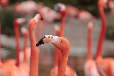 Flamingos perching outdoors