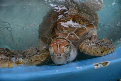 Close-up of turtle swimming in sea