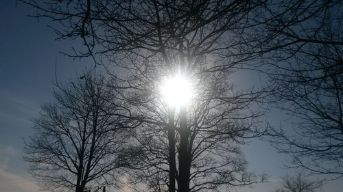 Sun shining through tree