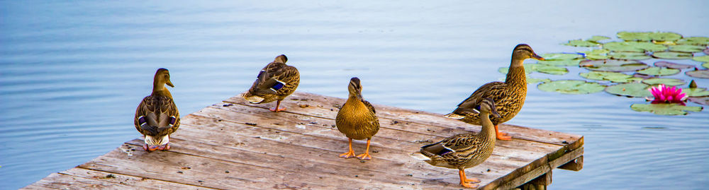 Birds perching on wooden post