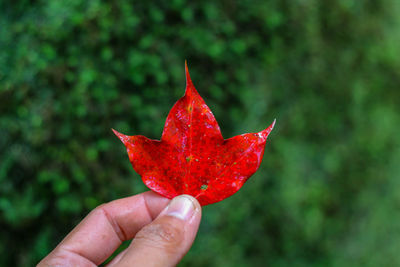 Close-up of hand holding maple leaf