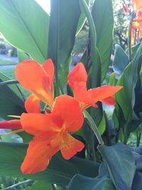 Close-up of red flower