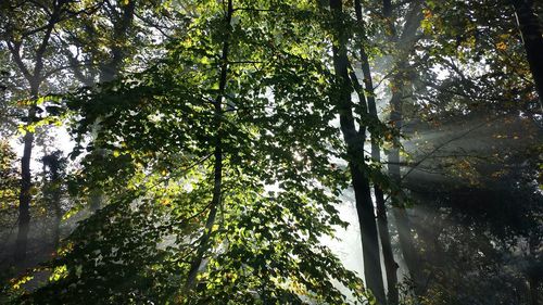 Low angle view of trees in forest