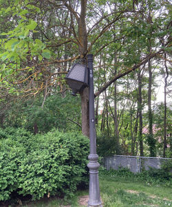 Street light by trees in park