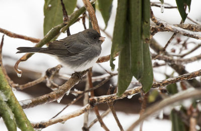 Close-up of bird perching on branch