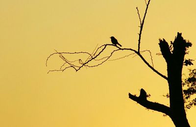Low angle view of bare trees against sky at sunset