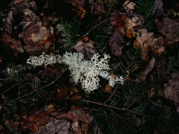 Autumnal leaves and lichen