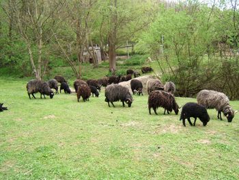 Flock of sheep grazing in field