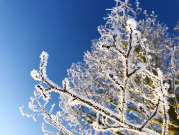 Close-up of frozen plant against blue sky
