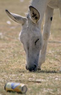 Close-up of donkey on field