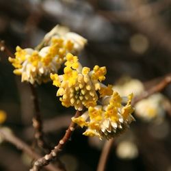 Close-up of yellow flower