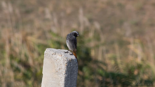 Close-up of bird perching on wooden post