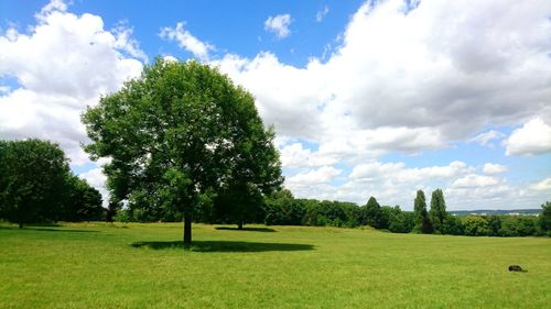 Trees on field against sky