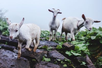 Sheep standing in a field