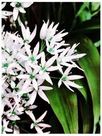 Close-up of flowers