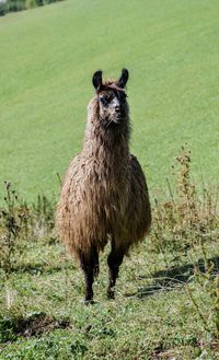 Lama in the austrian alps eating portrait