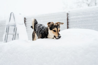 Winter leisure. pet care. adorable mixed breed dog playing in the snow in the backyard