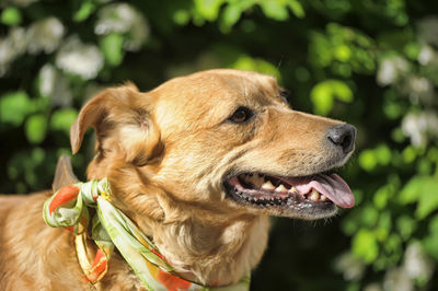 Close-up of a dog looking away