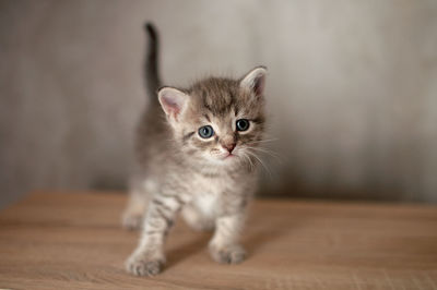 Little kitten stands on a wooden floor and looks in front of itself on a gray wall background.