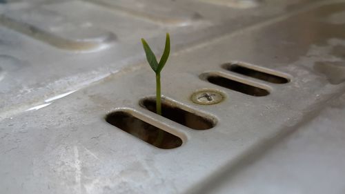 High angle view of plant on table