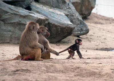 Family sitting on rock at zoo