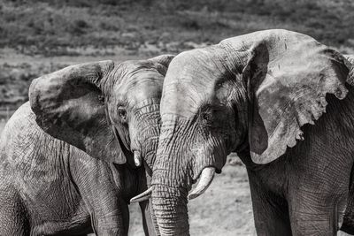 Close-up of elephant