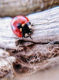 Close-up of ladybug