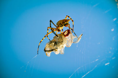 Close-up of spider on web