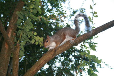 Low angle view of squirrel on tree