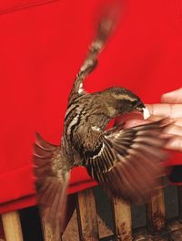 Close-up of a hand holding bird