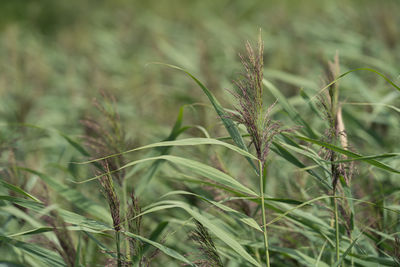 Close-up of stalks in field