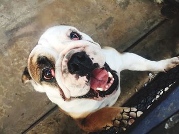 High angle portrait of a dog