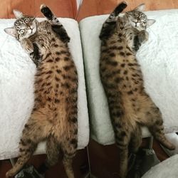 Cat sleeping on bed