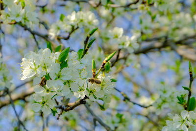 Close-up of insect on cherry blossom tree